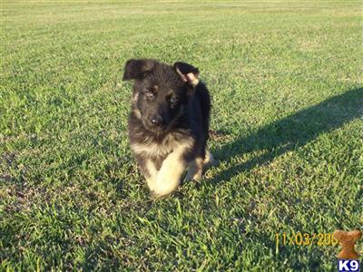 German Shepherd Puppies for Sale